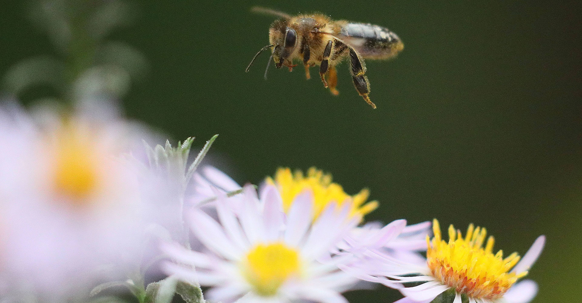 Quant la députée LREM de notre circonscription vote en faveur des néonicotinoïdes alors que Massy reçoit les Assises de la Biodiversité