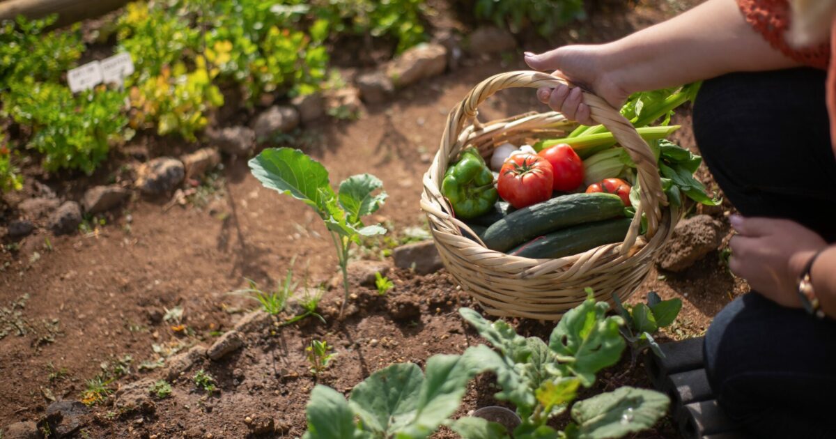 Bien manger de l’école à la maison